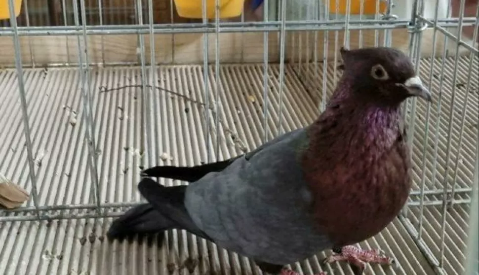 Najbolji golub - dalmatinska zimovka