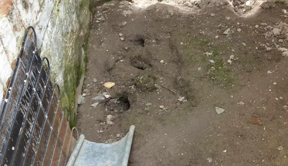 VALPOVŠTINA, MIHOLJŠTINA, JUGOZAPADNA BARANJA - NAJESZDA ŠTAKORA, ŠTAKORI<br>VELJAČA 2024.