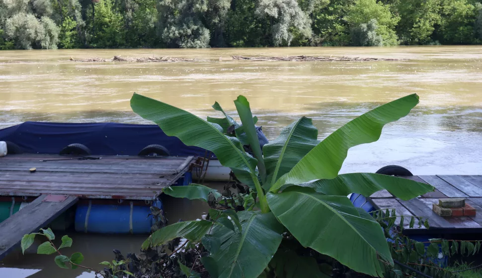 Osijek, 09. 08. 2023, Karasica, naselje Karasica, pripreme u naselju za obranu od poplave. Box barijere, bent, vrece s pjeskom, zeciji nasipi. Drvo banane na obali Drave, u pozadini nabujala drava nosi panjeve...snimio GOJKO MITIĆ