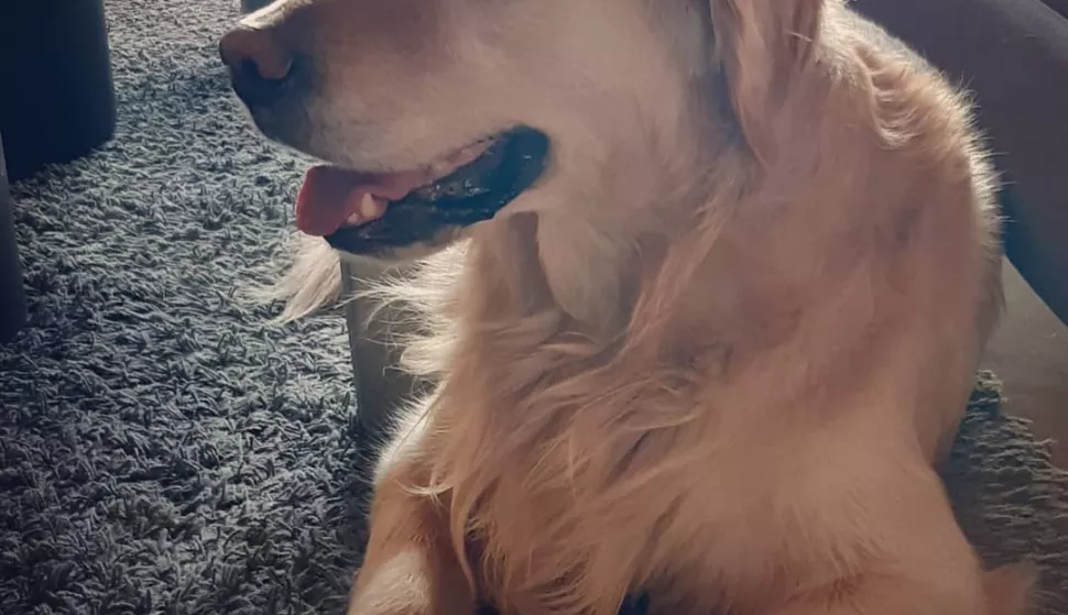 zlatni retriver, pas