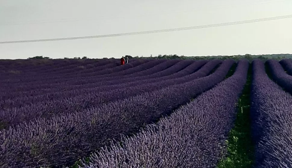 BOGDANOVCI - Uzgoj lavande, naime, posao je "iz snova" za supružnike Josipu Gordanu, 38-godišnju magistru ekološke poljoprivrede i hortikulture, ujedno i vlasnicu OPG-a "Vukovarska lavanda", i ekonomista Tihomira (44). Njihovi grmovi rastu na osam hektara, na tri parcele nadomak Vukovara. Brojkom, to je oko 44.000 grmova lavande, koji su upravo sada u punom cvatuLAVANDA, LIPANJ 2024.