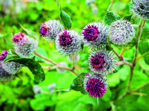 Čičak pustenastiFlora Dalmatinske zagore u izdanju Školske knjige