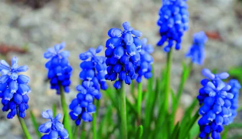 Presličica malaFlora Dalmatinske zagore u izdanju &Scaron;kolske knjige