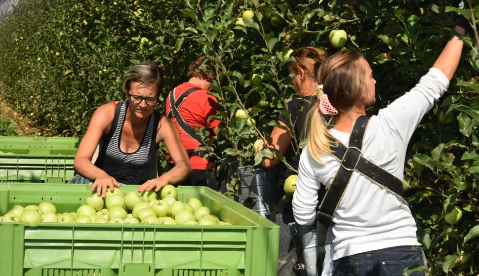 slavonija...jarmina...18.09.2018.vocnjak borinci; berba jabukafoto Gordan Panić