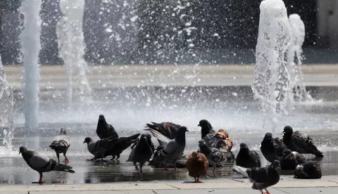 Osijek, 12. 07. 2024, Trg Ante Starcevica, i golubovi su potrazili spas u fontani. Oko 14 sati temperatura u Osijeku je bila 38,8 C tako je pokazivao led displej na obali Drave u Zimskoj luci. Ljudi se snalaze na razne nacine kako bi se zastitili od vrucine i sunca. snimio GOJKO MITIĆ