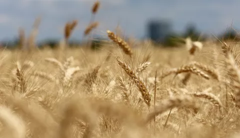 Osijek, 02. 07. 2021, Prostorije HAPIH-ovog Centra za sjemenarstvo i rasadnicarstvo Osijek -Brijest, Usorska 19. Redoviti godisnji sastanak doradjivaca i dani otvorenih vrata prijavljivaca post registraciskih pokusa strnih zitarica i soje. Pokusna polja. Psenica.snimio GOJKO MITIC