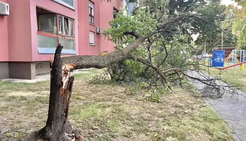 Osijek, 15. 08. 2024., Biševska ulica, munja, grom, vjetar, šteta, srušeno stabloSNIMIO BRUNO JOBST