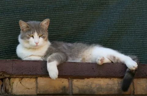 OSIJEK, 19. 08. 2014, MAČAK LEO ODMARA NA ZIDU. MAČAK, MAČKE, KUĆNI LJUBIMCI, SLOBODNJAK...snimio GOJKO MITIĆ