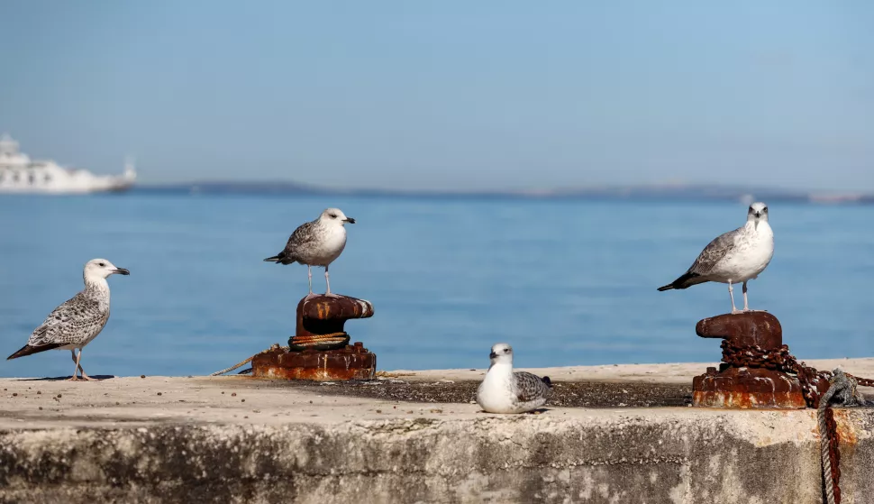 20.02.2024., Kali - Predivan i suncan dan u mjestu Kali na otoku Ugljanu Photo: Sime Zelic/PIXSELL