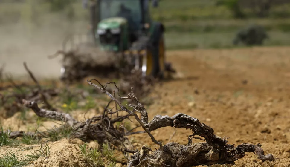 epa11304108 A worker driving a tractor removes dry vines in a vineyard near La Palme, Aude department, southern France, 23 April 2024 (issued 27 April 2024). Southern France has been experiencing severe drought for two years, especially in the departments of Pyrenees Orientales and Aude. In 2023, this led to a 70 percent loss in wine production in the region. Due to warmer climate conditions and less rainfall, 'Champs des soeurs' vineyard has decided to reduce its wine production from 18 to five hectares of vineyard and to diversify into aloe vera plants. In 2021, they started with 300 aloe vera plants, and by 2024 they reached 3,000 plants. The succulent plant species, which has been used in traditional herbal medicine for centuries, produces a variety of chemicals that are found in many pharmaceutical and cosmetic products. EPA/GUILLAUME HORCAJUELO ATTENTION: This Image is part of a PHOTO SET