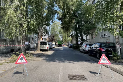 Osijek, 20. 08. 2024., Ulica Branka Radičevića, stablo, radovi na stablu, rušenje stabala, UNIKOMSNIMIO BRUNO JOBST