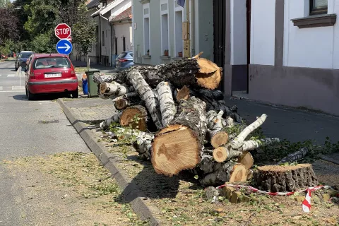 Osijek, 20. 08. 2024., Ulica Branka Radičevića, stablo, radovi na stablu, rušenje stabala, UNIKOMSNIMIO BRUNO JOBST