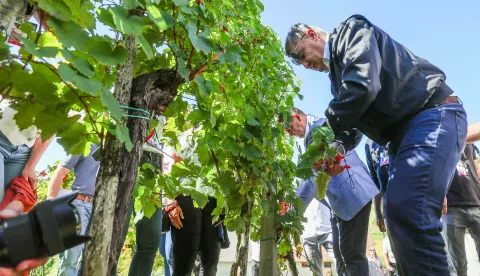 10.09.2024., Jastrebarsko - Vinogradarska kuca Braj. Berba grozdja organizirana za sefove diplomatskih misija i medjunarodnih organizacija akreditiranih u Republici Hrvatskoj - "Diplomatskoj berbi" u Jastrebarskom. predsjednik RH Zoran Milanovic Photo: Sanjin Strukic/PIXSELL