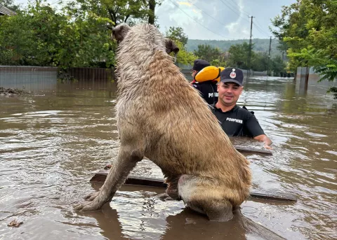 epa11603984 A handout photo made available by the Romanian General Inspectorate for Emergency Situations (IGSU) shows a Romanian rescuer approaching a dog stranded on a high place in the flood-affected village of Cudalbi, near Galati city, Romania, 14 September 2024. Four people have died in Galati County and about 5,000 homes have been damaged as a result of flooding caused by heavy rains brought by Cyclone Boris. Romanian authorities announced that operations in the affected areas are challenging due to floods blocking several roads. Hydrologists have issued a red flood code for the Siret (Galati county) and Prut rivers (Vaslui county). EPA/ROMANIAN GENERAL INSPECTORATE FOR EMERGENCY SITUATIONS HANDOUT -- MANDATORY CREDIT -- BEST QUALITY AVAILABLE -- HANDOUT EDITORIAL USE ONLY/NO SALES