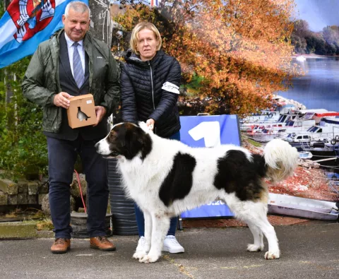 pas izložba Slavonia dog shows 24,