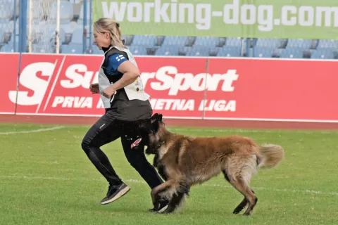 slavonija...Vinkovci...26.09.2024.stadion HNK Cibalia; FCI-IGP Svjetsko prvenstvo za radne pse;foto Gordan Panić