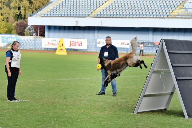 slavonija...Vinkovci...26.09.2024.stadion HNK Cibalia; FCI-IGP Svjetsko prvenstvo za radne pse;foto Gordan Panić