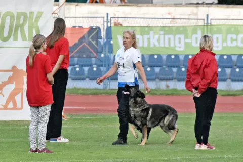 slavonija...Vinkovci...26.09.2024.stadion HNK Cibalia; FCI-IGP Svjetsko prvenstvo za radne pse;foto Gordan Panić