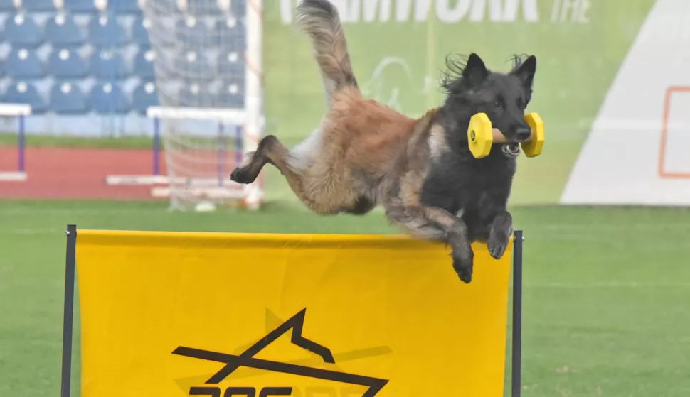 slavonija...Vinkovci...26.09.2024.stadion HNK Cibalia; FCI-IGP Svjetsko prvenstvo za radne pse;foto Gordan Panić