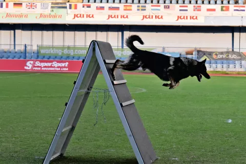 slavonija...Vinkovci...26.09.2024.stadion HNK Cibalia; FCI-IGP Svjetsko prvenstvo za radne pse;foto Gordan Panić