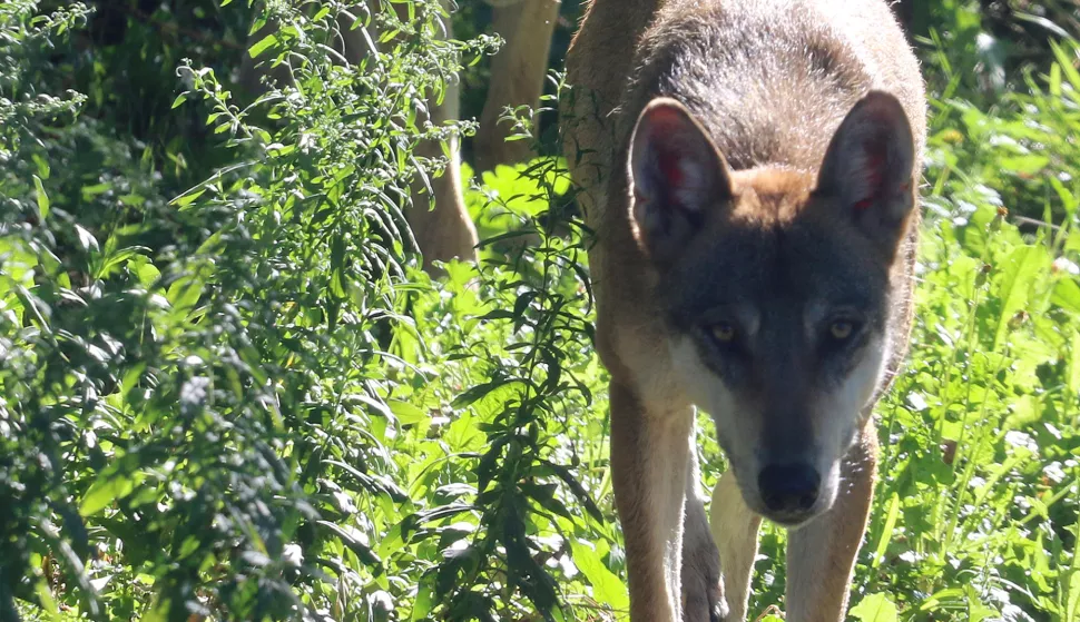 OSIJEK, 26. 08. 2020, ZOO VRT OSIJEK, MLADI VUKOVI, OBITELJ VUKOVA. REPORTAŽA. KORONA VIRUS, COVID-19. snimio GOJKO MITIĆ