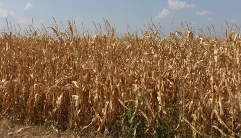 Osijek, 29. 08. 2024, Čepin, zbog dugotrajen suše naviše su stradali poljoprivredni usijevi, najviše kukuruz i suncokret.snimio GOJKO MITIĆ