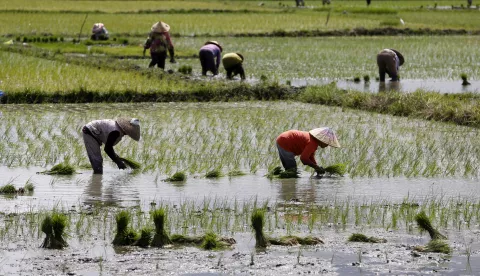 epa11378818 Farmers plant rice seeds in a rice field ahead of the start of the dry season in Aceh Besar, Indonesia, 30 May 2024. The Meteorology, Climatology and Geophysics Agency (BMKG) provided an early warning regarding climate conditions and drought preparedness in 2024, which could potentially occur in May up to July 2024 in some parts of Indonesia and could potentially disrupt agricultural production. EPA/HOTLI SIMANJUNTAK