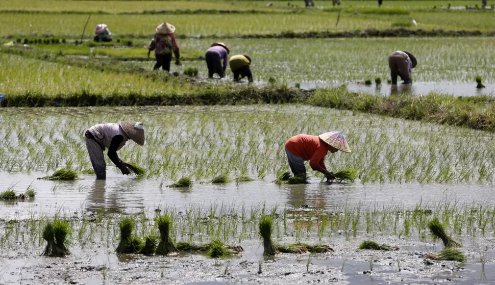 epa11378818 Farmers plant rice seeds in a rice field ahead of the start of the dry season in Aceh Besar, Indonesia, 30 May 2024. The Meteorology, Climatology and Geophysics Agency (BMKG) provided an early warning regarding climate conditions and drought preparedness in 2024, which could potentially occur in May up to July 2024 in some parts of Indonesia and could potentially disrupt agricultural production. EPA/HOTLI SIMANJUNTAK
