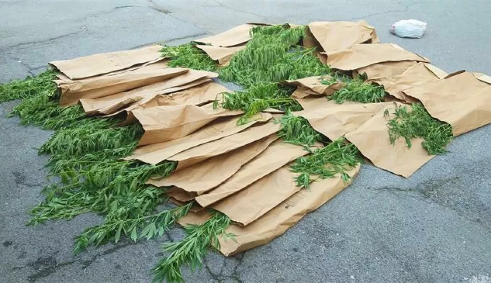 Od 43-godišnjaka iz Špišić Bukovice oduzeta marihuana, stabljike marihuane, droga, trava, ilustracija