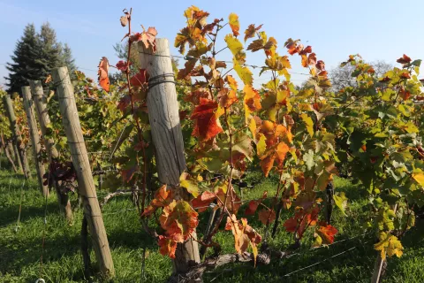 Erdut, 07. 11. 2024, Dalj, Dan Općine Erdut. Detalj vinograda u Erdutu.snimio GOJKO MITIĆ