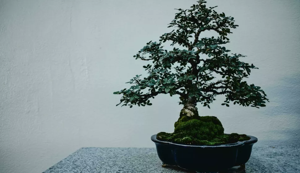 Vino i bonsai