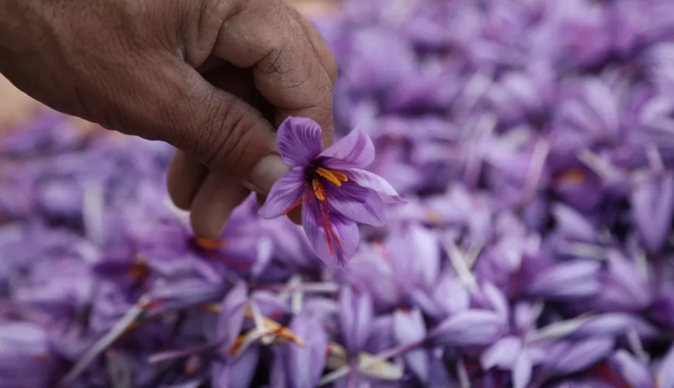 epa11731485 Saffron is being sorted after harvest in Herat, Afghanistan, 20 November 2024. The saffron harvest season in Herat, Afghanistan, has arrived, with this year's yield expected to increase by 30 percent compared to last year, saffron producers said. Approximately 9,000 hectares of land are dedicated to saffron cultivation in Afghanistan, with nearly 90 percent located in Herat. According to Hayatullah Mohajer Farahi, the Deputy Governor of Herat, 'Afghanistan saffron ranks first in global markets in terms of quality, demonstrating the unique agricultural strength of Afghanistan, particularly in Herat'. This year, forecasts predict a harvest of around 40 tons of saffron. The growth of saffron cultivation not only boosts the local economy but also reinforces Afghanistan's reputation as a leading producer of this valuable spice. EPA/STRINGER