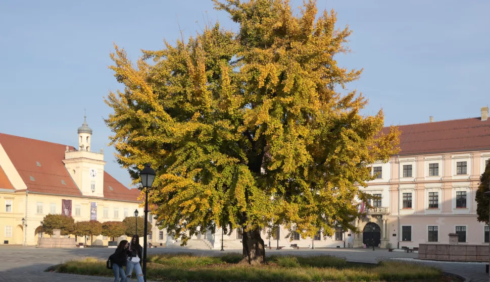 Osijek, 08. 11. 2024., Tvrđa, ginko, slobodnjak, slobodnjaciSNIMIO BRUNO JOBST