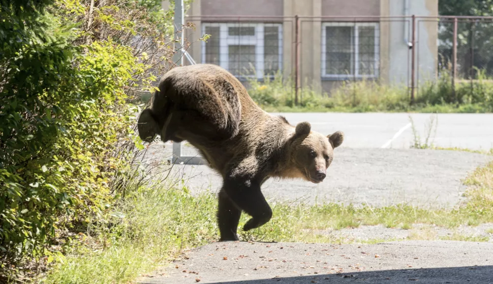 epa06962233 A male brown bear is seen at the courtyard of the Octavian Goga high school in the Transylvanian city of Csikszereda, or Miercurea Ciuc in Romania, 21 August 2018. The bear broke into several homes and reportedly killed a goat. In the end the bear was killed by a hunter. EPA/NANDOR VERES HUNGARY OUT