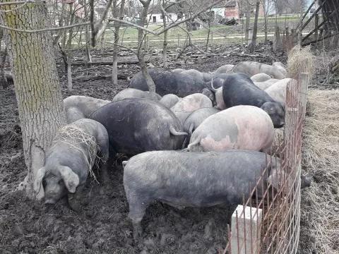 Situacija oko ASK-a je pod kontrolomfoto: arhiva