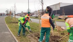 U proteklih tjedan dana Osijek ozelenjen dodatnim 351 stablom