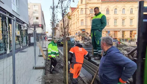 U proteklih tjedan dana Osijek ozelenjen dodatnim 351 stablom