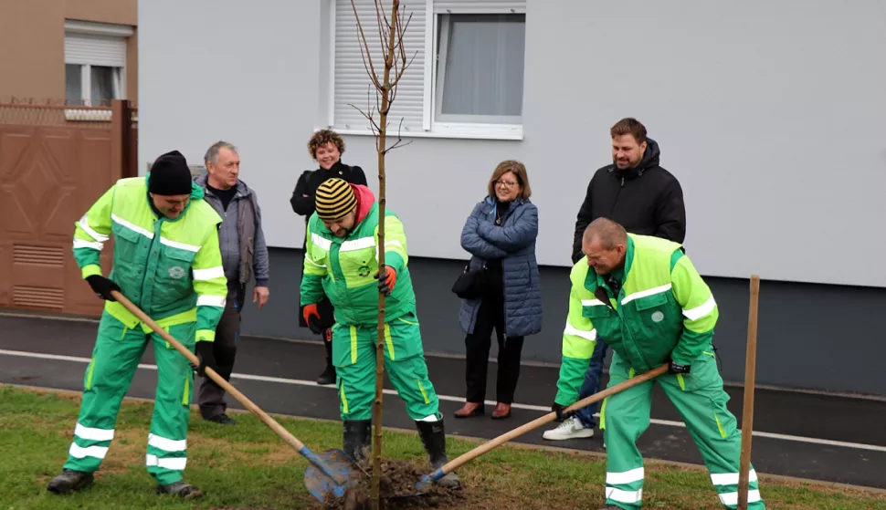 ĐakovoBudrovciSadnja javora mliječa u Lehotinoj uliciProsinac 2024.