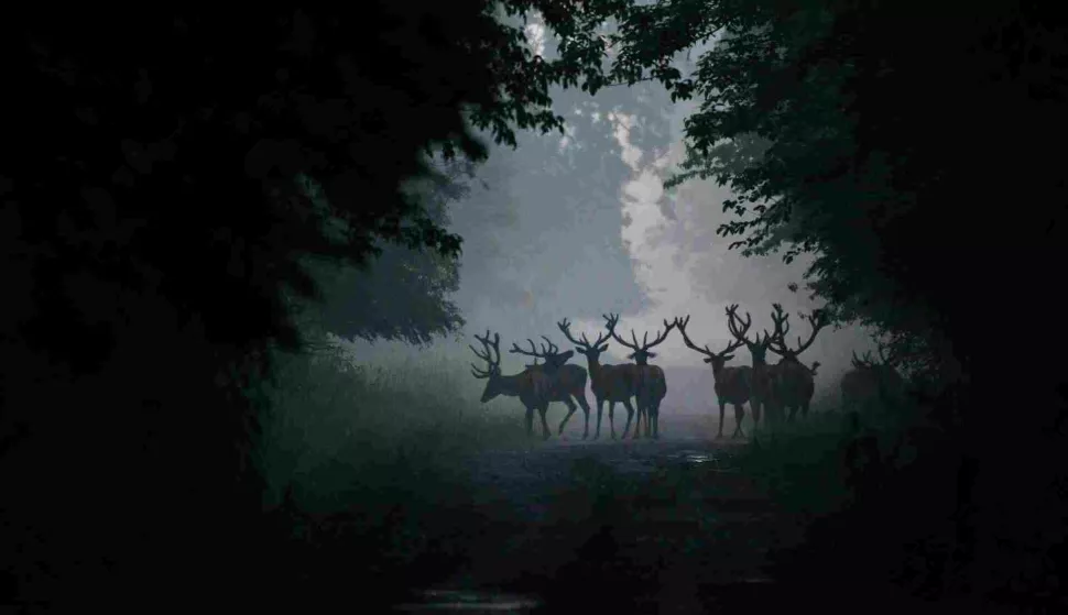 Najbolja fotografija životinja