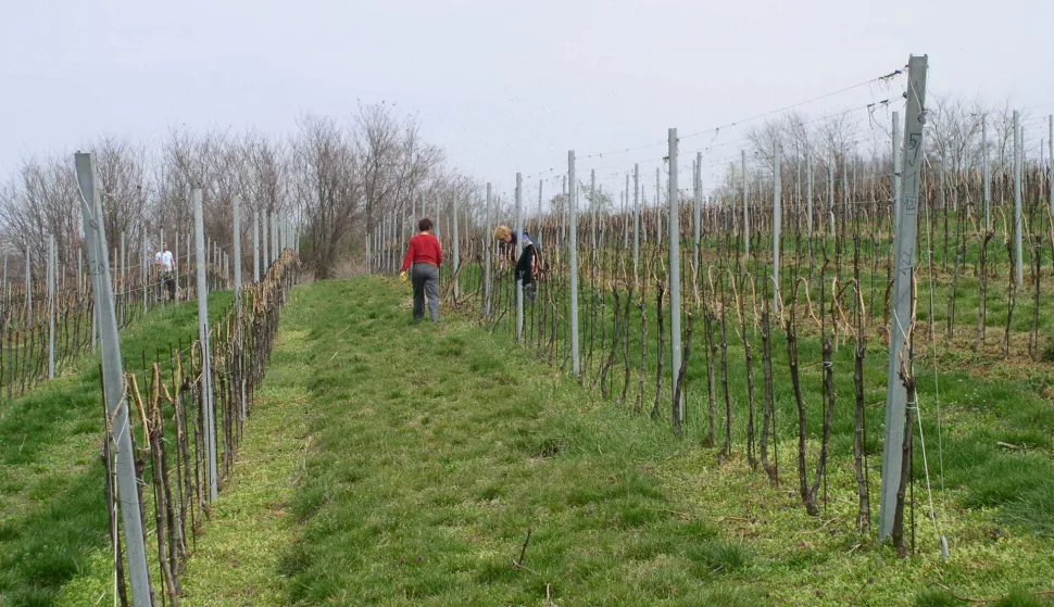 BARANJA - VINOGRADI BELJA, SVIBANJ 2018.