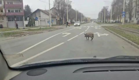 Prase trčkaralo Donjim gradom