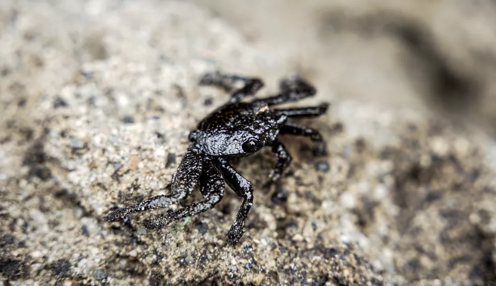 epa11791545 A crab is coated in oil from the oil spill on La Capullana beach, in the district of Lobitos in the province of Talara, in northern Peru, 23 December 2024. Oscar Vera, General Manager of the state-owned company Petroperu, assured that the entire area affected by the oil spill from the Talara refinery has already been cleaned from La Capullana beach, on the northern coast of Peru, and that they have registered about 150 affected fishermen. EPA/MALU RAMAHI