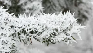 01.01.2016. Slavonski Brod - U hladnoj novogodisnjoj noci koja je s minus 9 ujedno bila i najhladnija ove zime mraz je zamrznutim ledenim kristalima nakitio biljke i krosnje drveca, te stvorio prelijepu idilicnu sliku grada, koju samo priroda moze oblikovati.Photo: Ivica Galovic/ PIXSELL------x3