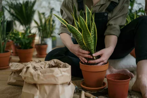 Sansevieria trifasciata