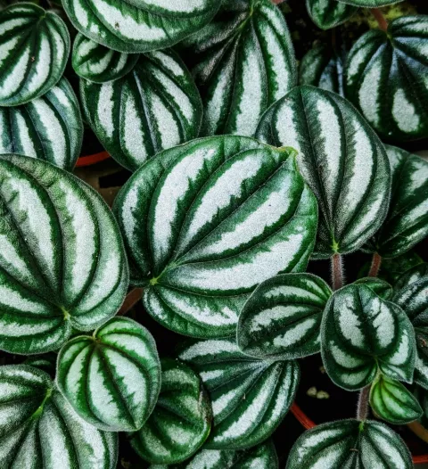 Peperomia spp.