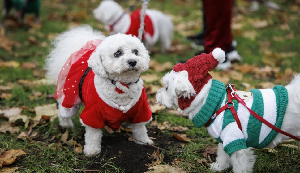 epa11749237 Dogs participate in 'Rescue Dogs of London and Friends Christmas Jumper Parade' event in London, Britain, 30 November 2024. The charity event, attended by over 130 people, aims to raise funds for dog rescue charities Hungary Hearts Dog Rescue and ZEM Rescues in London with a competition for Best Dog Christmas Jumper and march to Buckingham Palace. EPA/TOLGA AKMEN