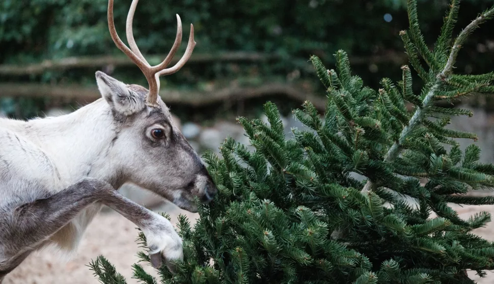 epa11803470 A European Forest Reindeer rummages in the branches of a Christmas tree in its enclosure at the Berlin Zoological Garden in Berlin, Germany, 03 January 2025. The Berlin Zoological Garden feeds traditionally non-sold, untreated, leftover Christmas trees to animals. EPA/CLEMENS BILAN