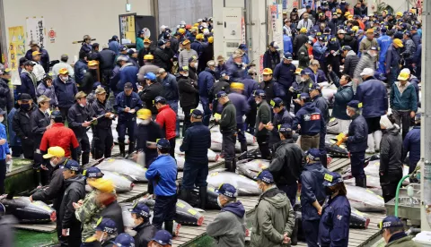 epa11806618 Fishery traders check out bluefin tuna during the first auction day of the New Year at Toyosu Market in Tokyo, Japan, 05 January 2025. Seafood wholesaler Yamayuki and the company operating the Sushi Ginza Onodera restaurants, secured the first tuna auction of the New Year with a bid of 207 million yen (about about 1.3 million US dollar), the second highest price ever. EPA/JIJI PRESS JAPAN OUT EDITORIAL USE ONLY/