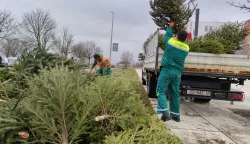 Odlaganje i odvozbožićnih drvaca - Unikom