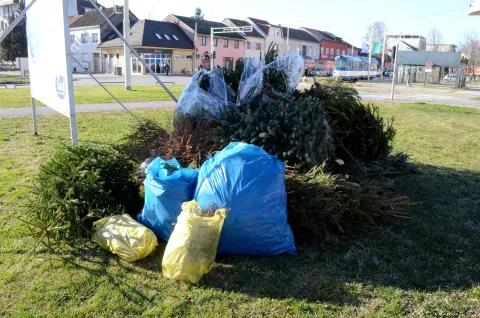 osijek, 7 siječnja 2022, 12,00 sati, donji grad, zeleno polje, tramvajsko okretište, odlaganje božićnih borovasnimio zdenko pušić